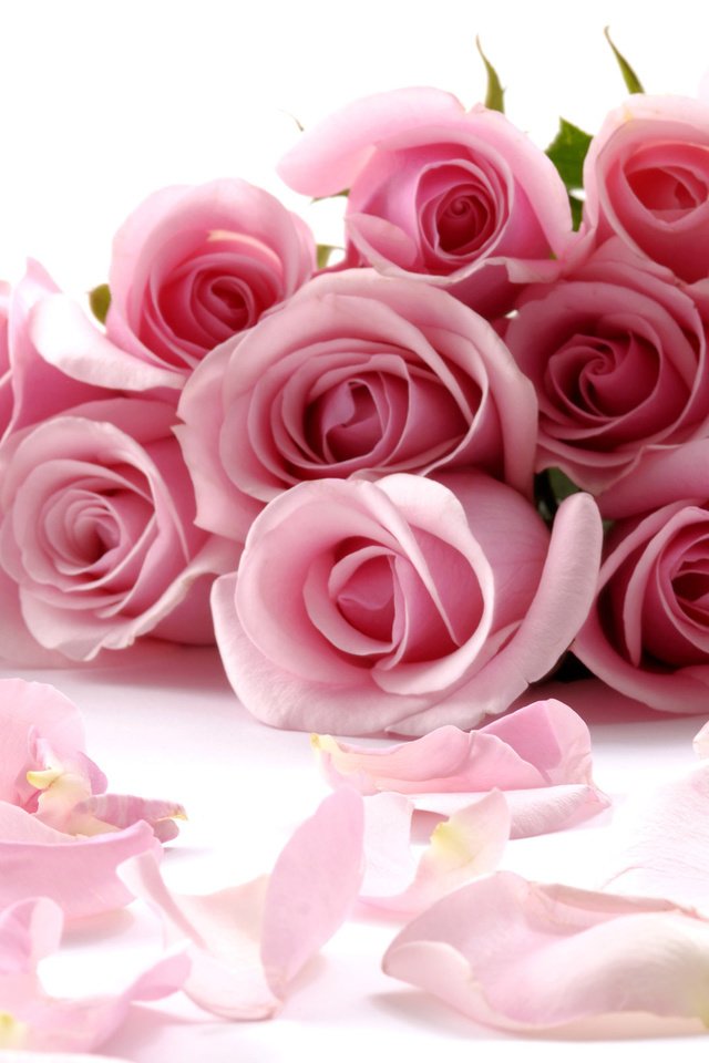 Обои цветы, бутоны, розы, лепестки, букет, розовый, flowers, buds, roses, petals, bouquet, pink разрешение 2560x1600 Загрузить