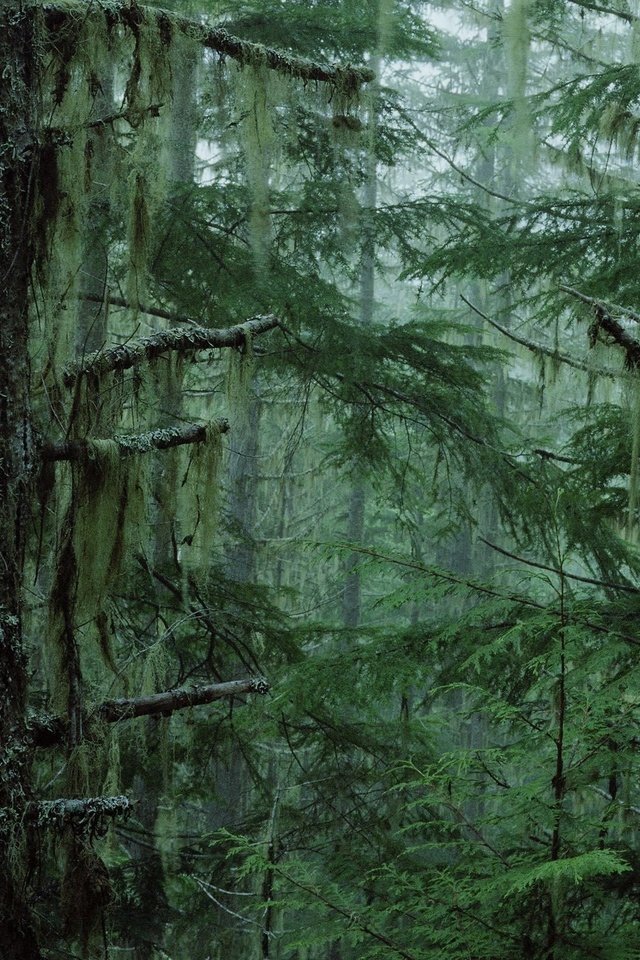 Обои деревья, туман, чаща, trees, fog, thicket разрешение 2560x1600 Загрузить