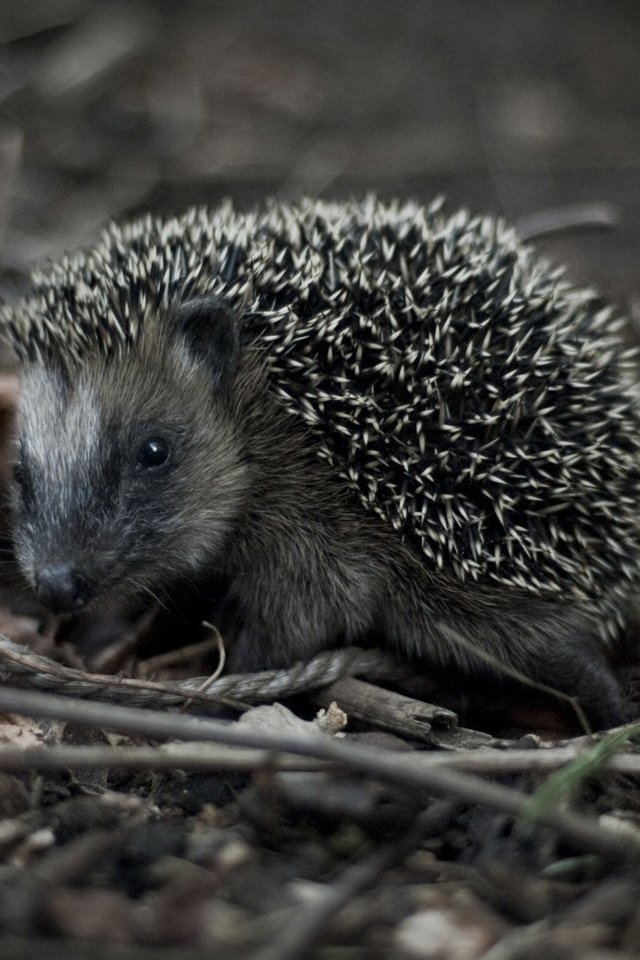 Обои трава, макро, взгляд, черно-белая, ежик, grass, macro, look, black and white, hedgehog разрешение 1920x1175 Загрузить