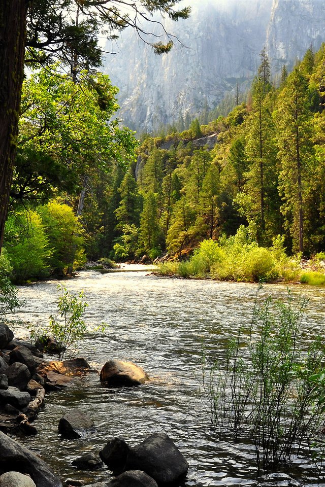 Обои озеро, лес, сша, калифорния, йосемити, lake, forest, usa, ca, yosemite разрешение 2560x1600 Загрузить