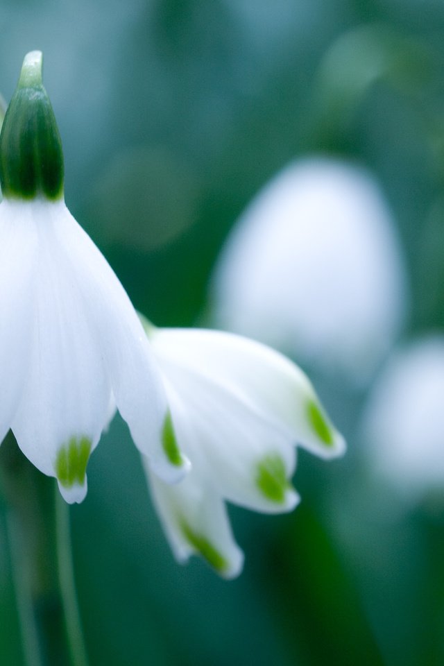 Обои зелень, макро, цветок, белый, весна, подснежник, белоцветник, greens, macro, flower, white, spring, snowdrop, snowflake разрешение 3648x2736 Загрузить