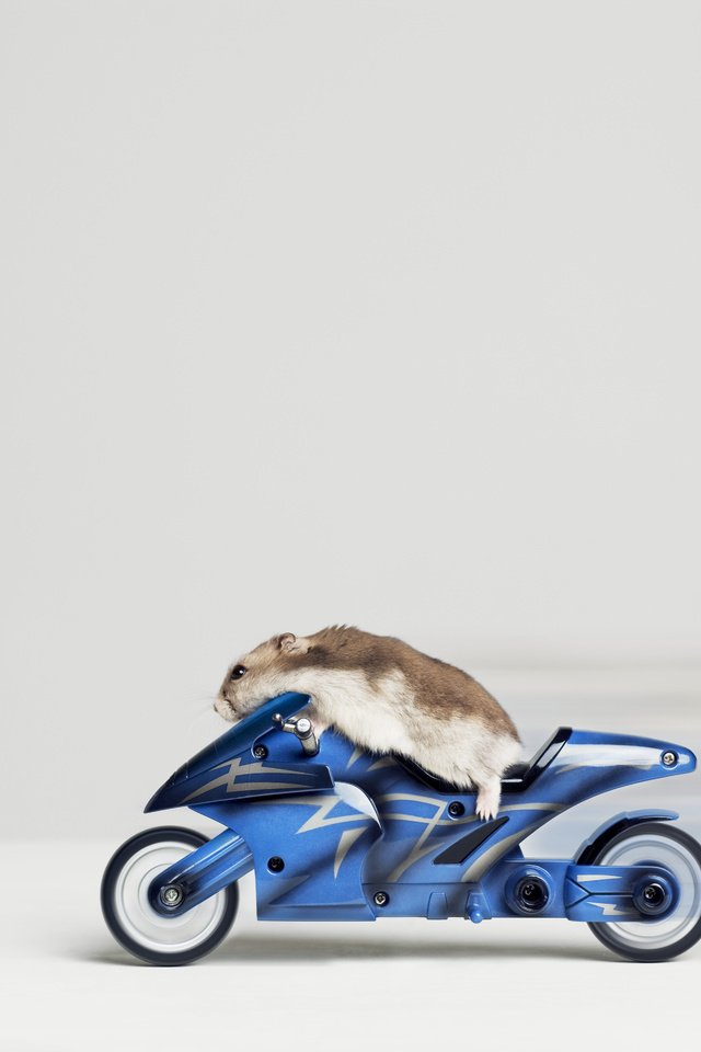 Обои гонщик, хомяк, байк, racer, hamster, bike разрешение 4825x3600 Загрузить