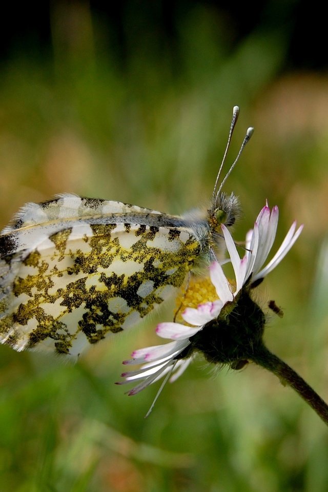 Обои природа, бабочка, макросьемка, nature, butterfly, microsemi разрешение 2560x1600 Загрузить