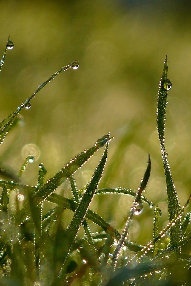 Обои свет, трава, утро, роса, капли, лето, light, grass, morning, rosa, drops, summer разрешение 2560x1920 Загрузить