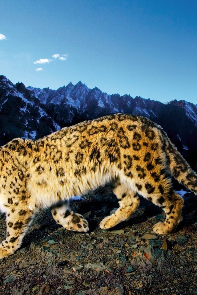 Обои горы, снежный барс, ирбис, mountains, snow leopard, irbis разрешение 2560x1600 Загрузить