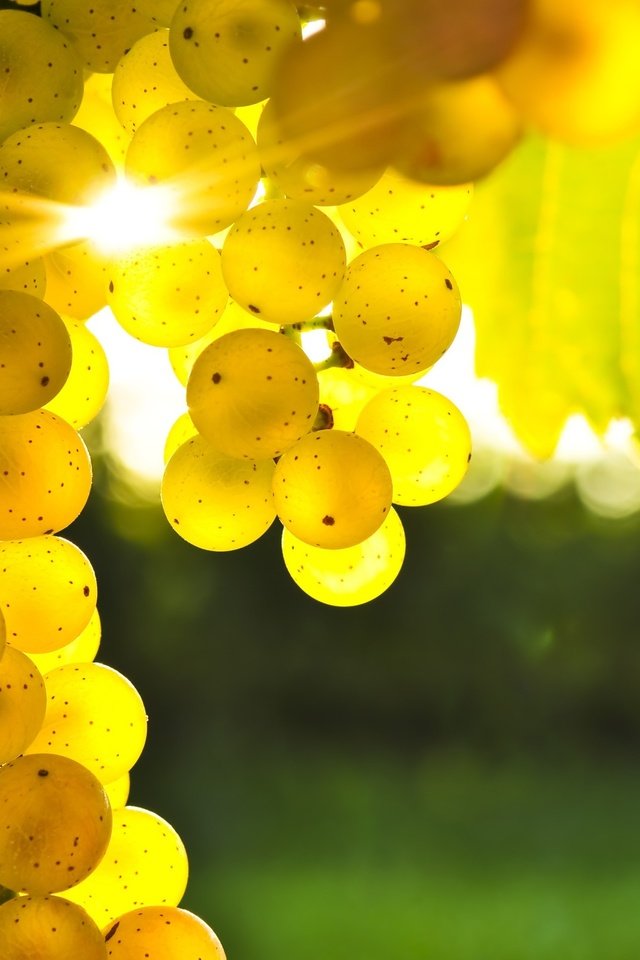 Обои солнце, виноград, лоза, гроздь, the sun, grapes, vine, bunch разрешение 2560x1600 Загрузить