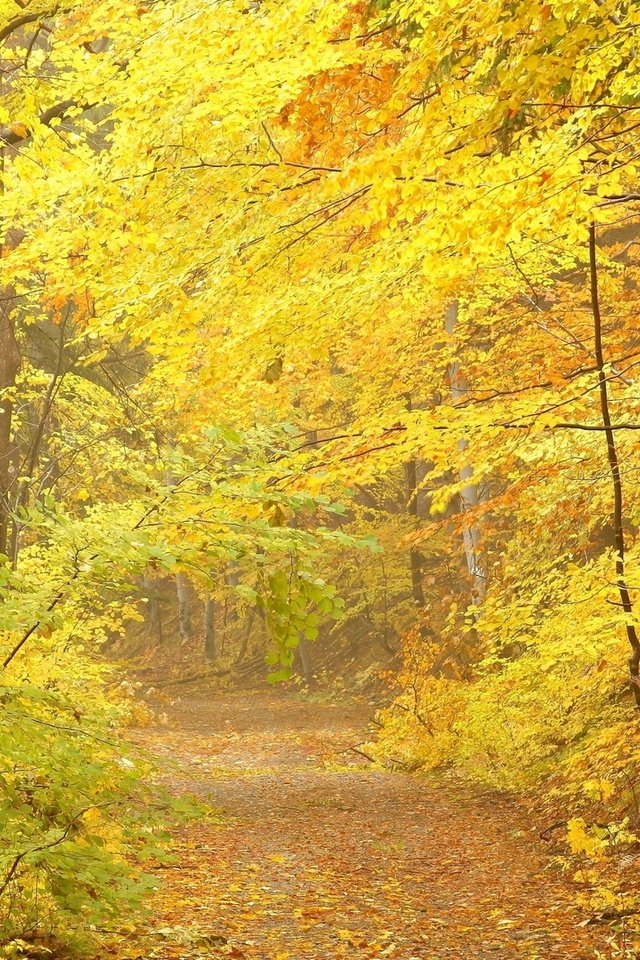 Обои лес, листья, осень, forest, leaves, autumn разрешение 1920x1080 Загрузить