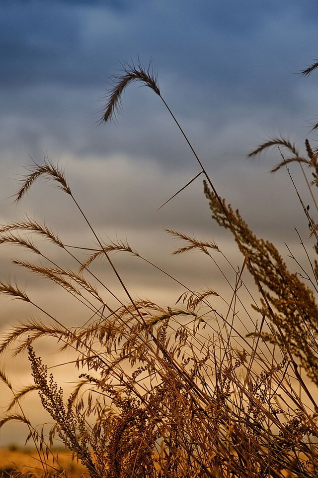 Обои поле, урожай, рожь, field, harvest, rye разрешение 1920x1200 Загрузить