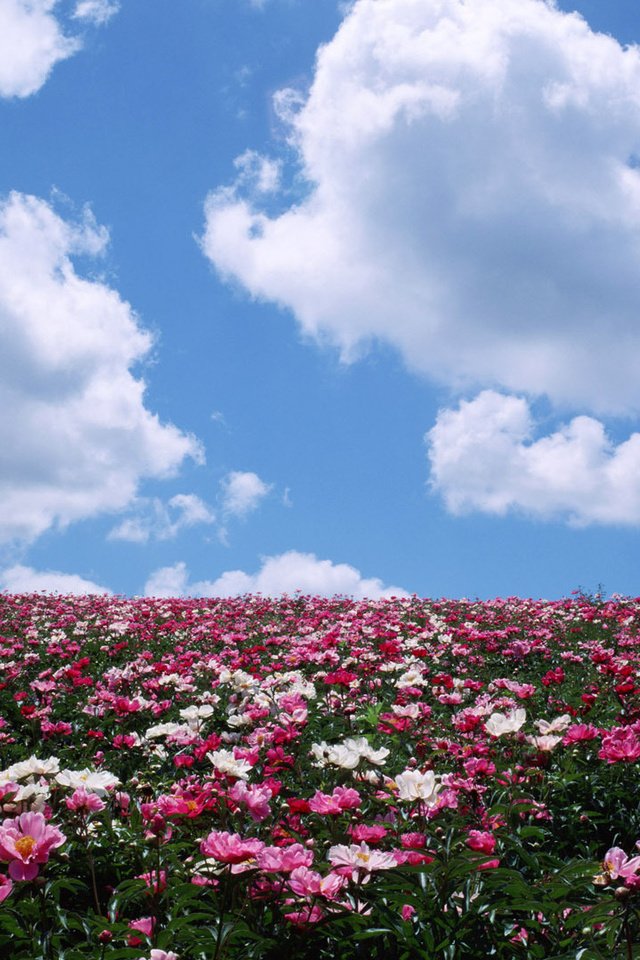 Обои небо, цветы, облака, поле, лето, the sky, flowers, clouds, field, summer разрешение 1920x1080 Загрузить