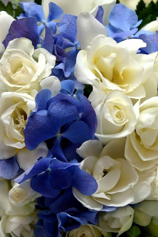 Обои розы, букет, гортензия, гортензия букет, roses, bouquet, hydrangea разрешение 1920x1200 Загрузить