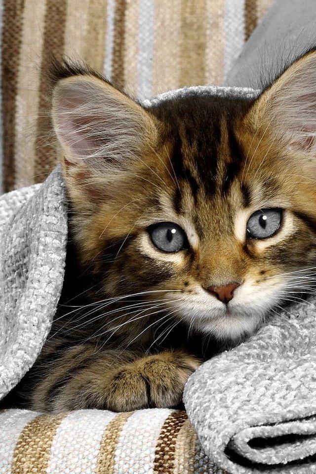 Обои глаза, кот, кошка, взгляд, котенок, диван, eyes, cat, look, kitty, sofa разрешение 1920x1080 Загрузить