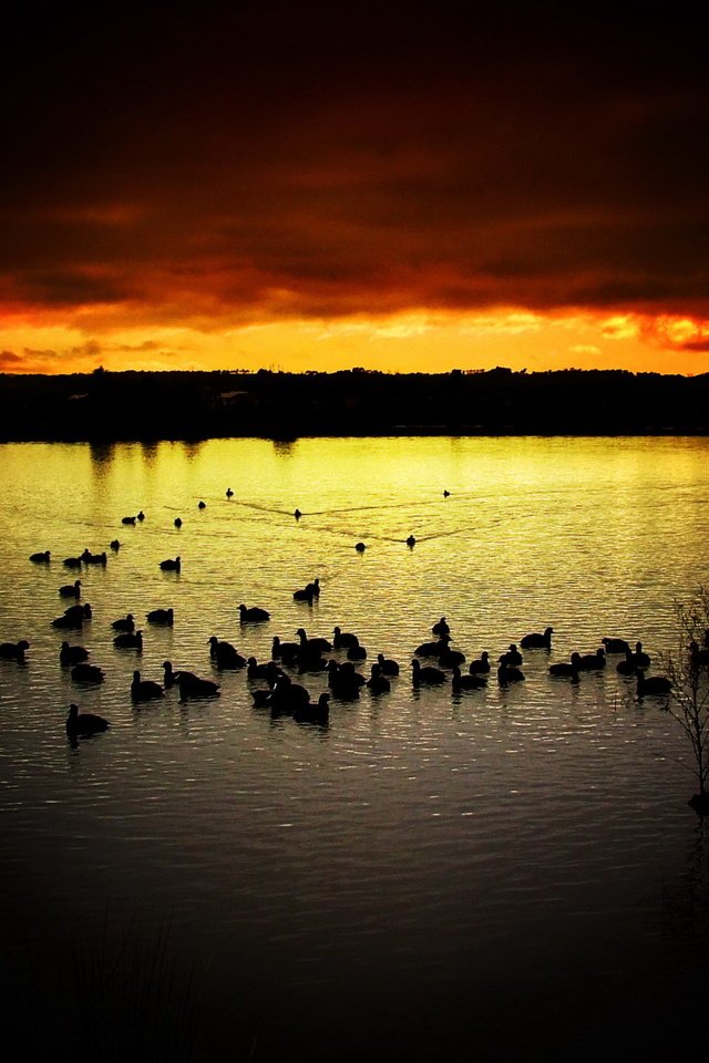 Обои небо, вечер, озеро, закат, птицы, утки, the sky, the evening, lake, sunset, birds, duck разрешение 1920x1440 Загрузить