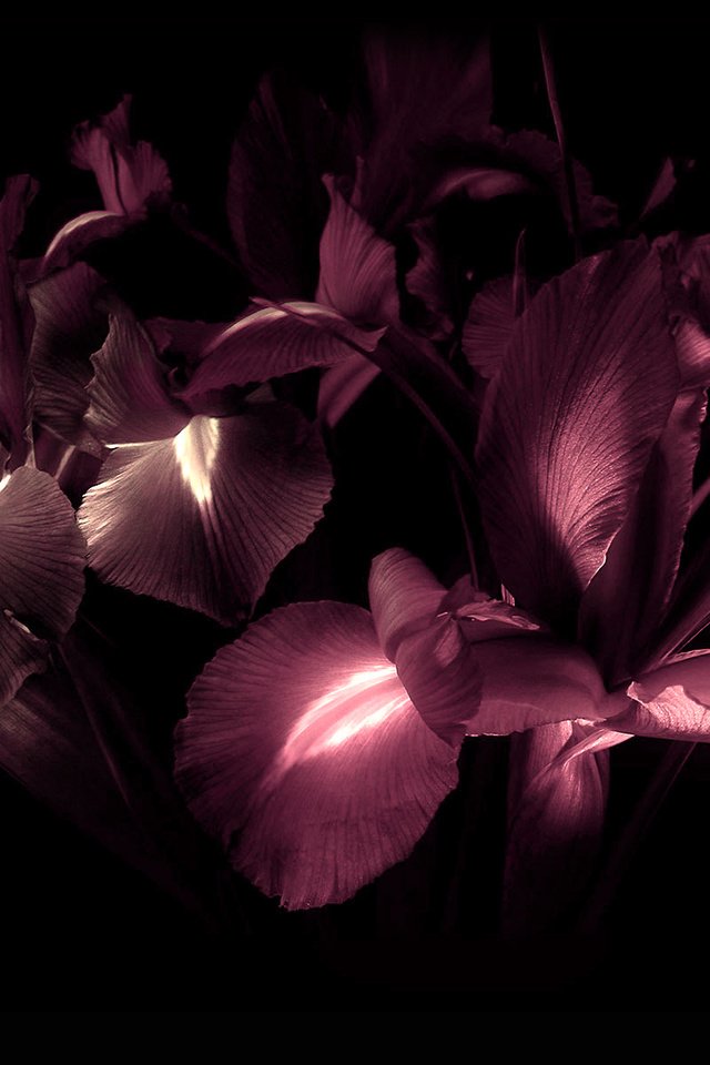 Обои цветы, лепестки, черный фон, ирисы, flowers, petals, black background, irises разрешение 1920x1200 Загрузить