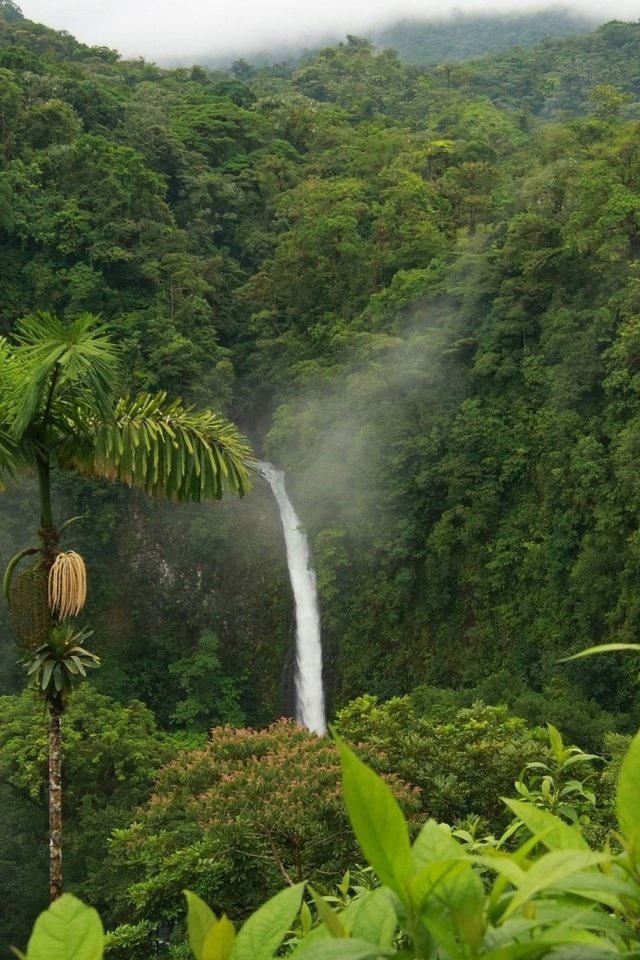 Обои водопад, пальма, тропики, джунгли, waterfall, palma, tropics, jungle разрешение 1920x1080 Загрузить