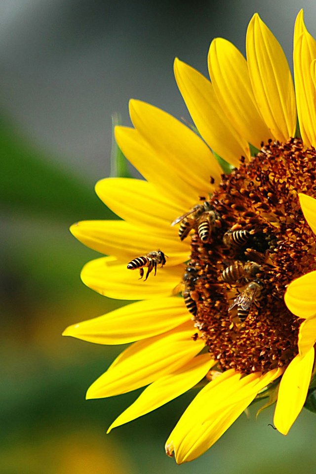 Обои подсолнух, пчелы, sunflower, bees разрешение 1920x1200 Загрузить