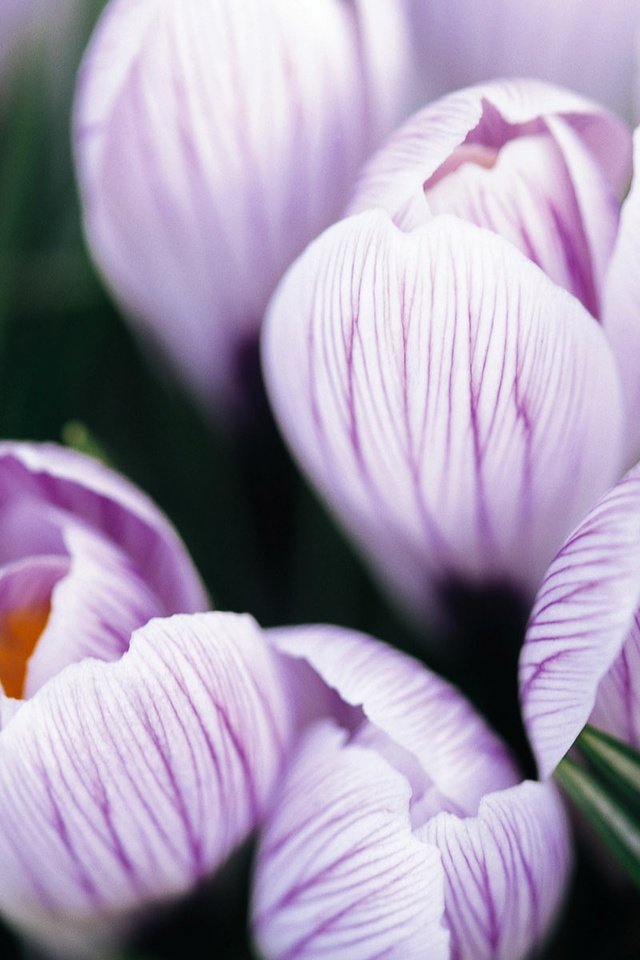 Обои цветы, макро, лепестки, фиолетовые, крокусы, сиреневые, flowers, macro, petals, purple, crocuses, lilac разрешение 1920x1200 Загрузить