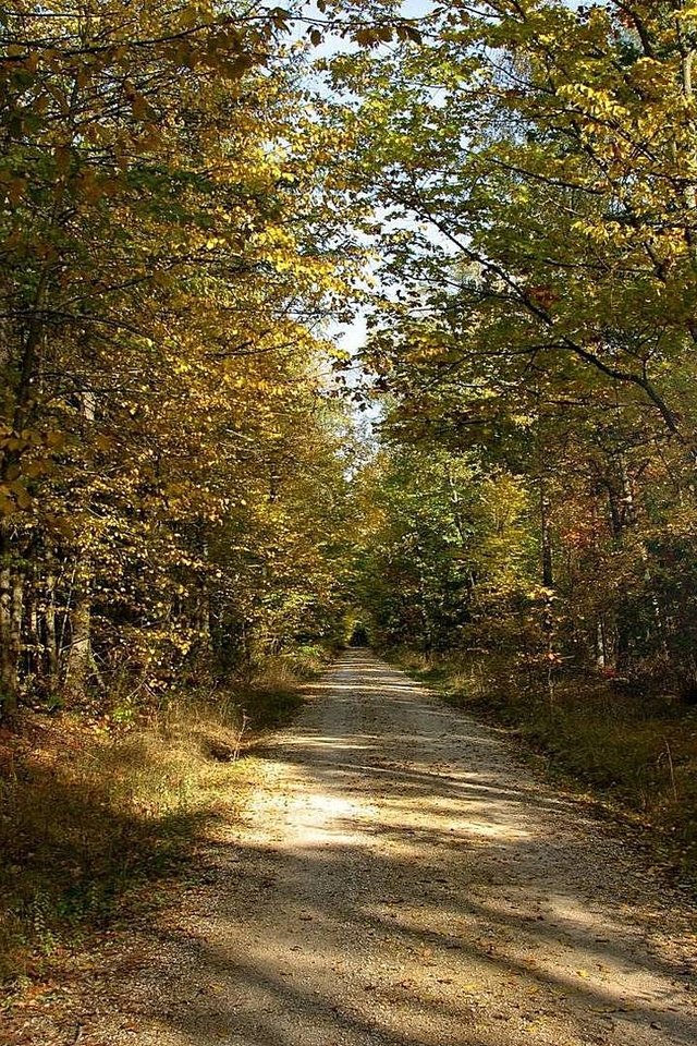 Обои дорога, солнце, лес, лучи, осень, грунтовая, road, the sun, forest, rays, autumn разрешение 1920x1080 Загрузить