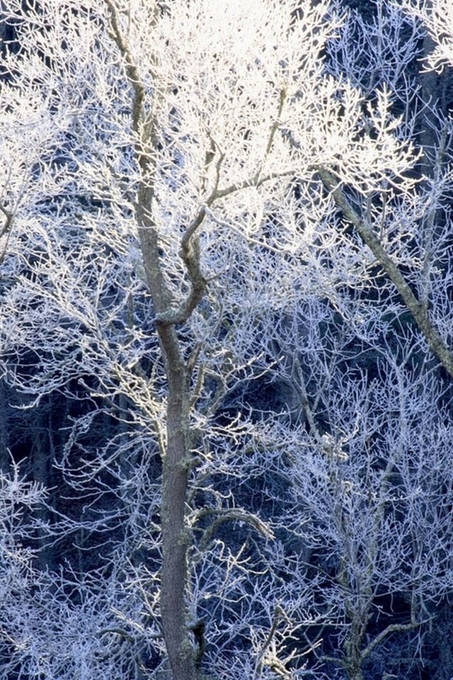 Обои деревья, снег, зима, иней, trees, snow, winter, frost разрешение 1920x1080 Загрузить