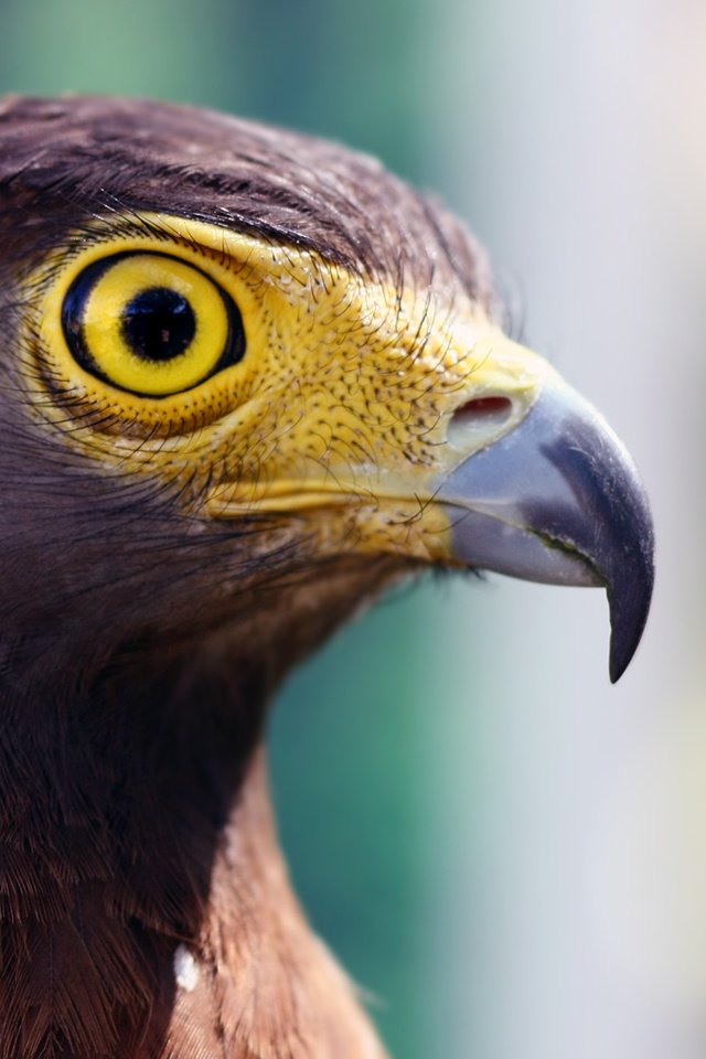 Обои орел, птица, клюв, ястреб, хищная птица, eagle, bird, beak, hawk, bird of prey разрешение 1920x1080 Загрузить