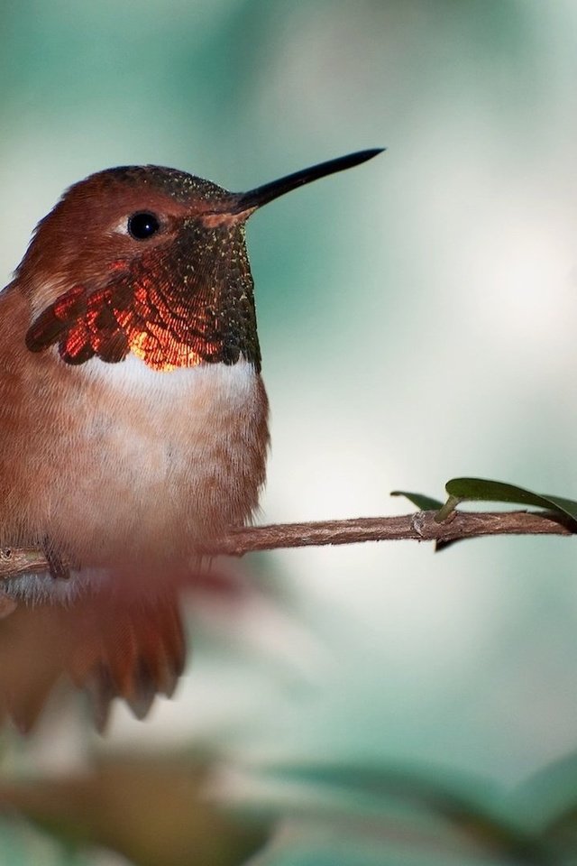 Обои птица, клюв, перья, калибри, охристый колибри, bird, beak, feathers, kalibri, buffy hummingbird разрешение 1920x1080 Загрузить