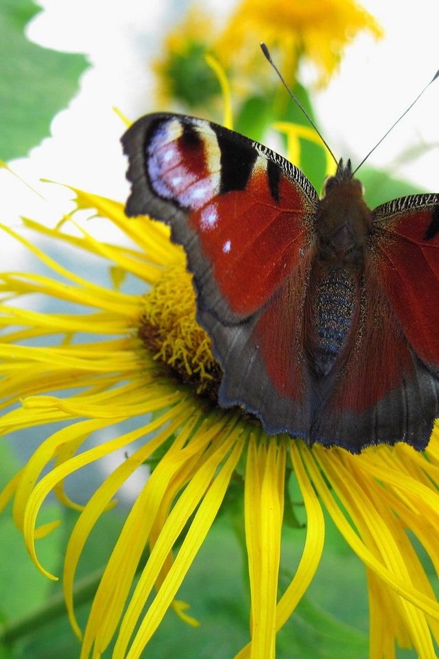 Обои цветок, бабочка, растение, павлиний глаз, девясил, flower, butterfly, plant, peacock, nard разрешение 1920x1200 Загрузить