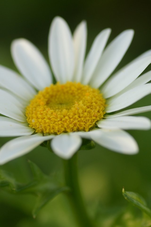Обои цветок, ромашка, белая, flower, daisy, white разрешение 1920x1200 Загрузить