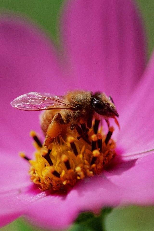 Обои бутон, пчела, нектар, bud, bee, nectar разрешение 1920x1200 Загрузить