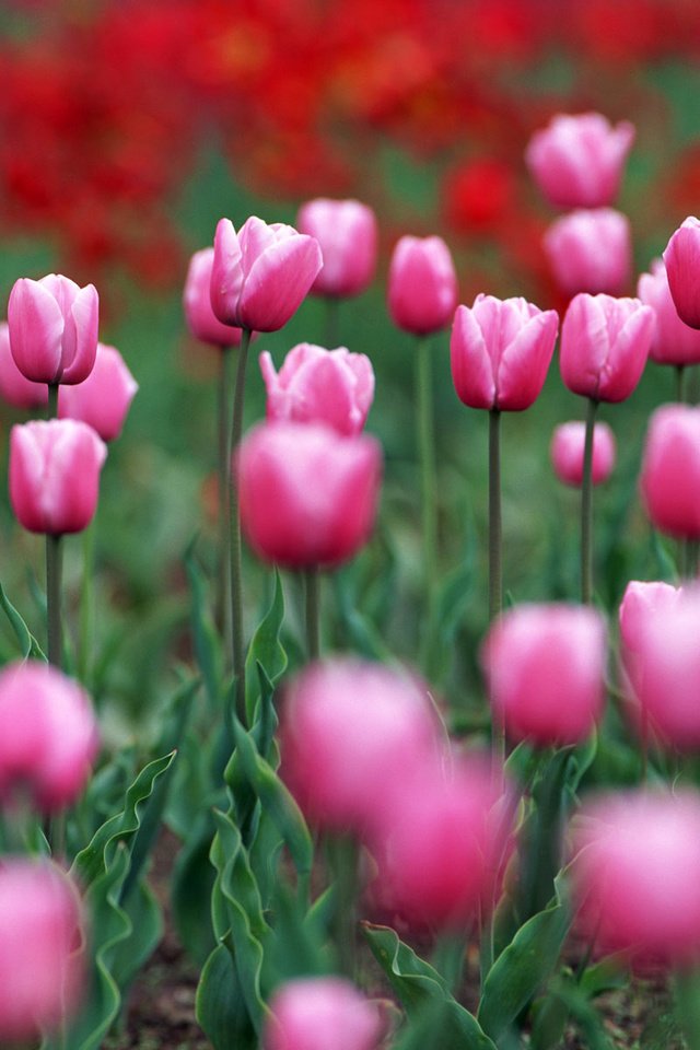 Обои весна, тюльпан, spring, tulip разрешение 1920x1200 Загрузить