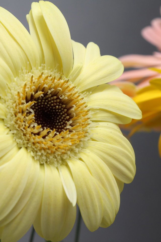 Обои цветы, макро, лепестки, гербера, flowers, macro, petals, gerbera разрешение 1920x1200 Загрузить