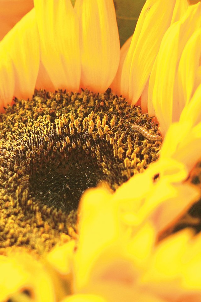 Обои желтый, цветок, лепестки, подсолнух, крупным планом, yellow, flower, petals, sunflower, closeup разрешение 1920x1200 Загрузить