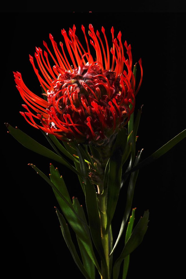 Обои цветок, красный, черный фон, протея, белосемянник, леукоспермум, flower, red, black background, proteus разрешение 1920x1200 Загрузить