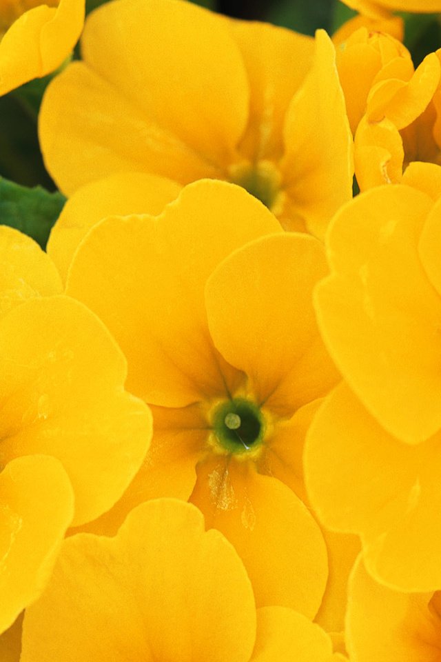Обои цветы, макро, лето, лепестки, желтые, примула, flowers, macro, summer, petals, yellow, primula разрешение 1920x1200 Загрузить