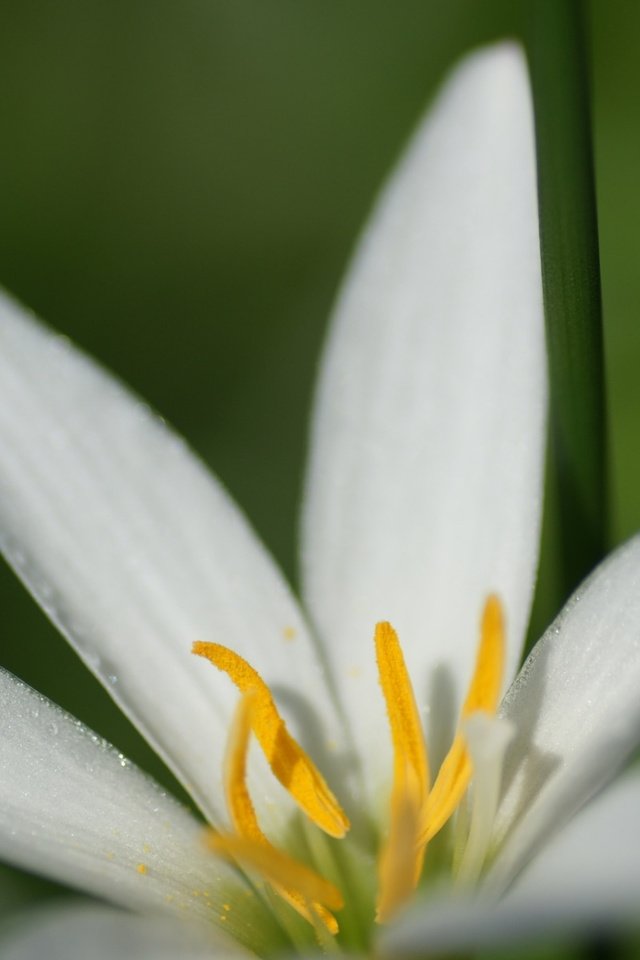 Обои макро, фон, цветок, белый, лилия, macro, background, flower, white, lily разрешение 1920x1200 Загрузить