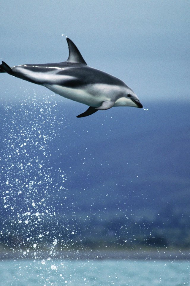 Обои небо, вода, море, прыжок, дельфин, подводный мир, the sky, water, sea, jump, dolphin, underwater world разрешение 2000x1333 Загрузить