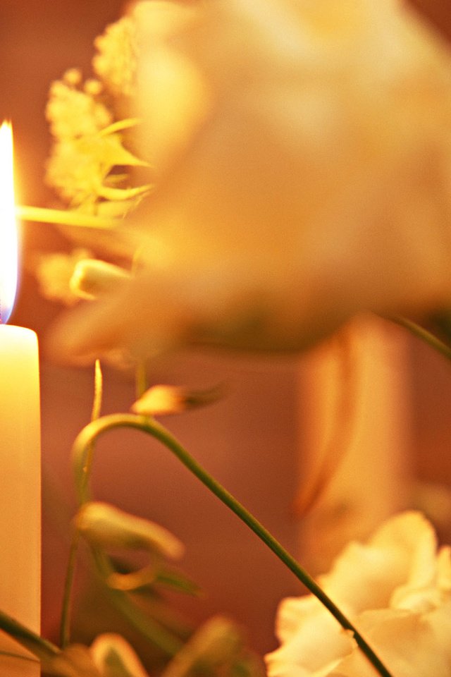 Обои цветы, свеча, flowers, candle разрешение 1920x1200 Загрузить