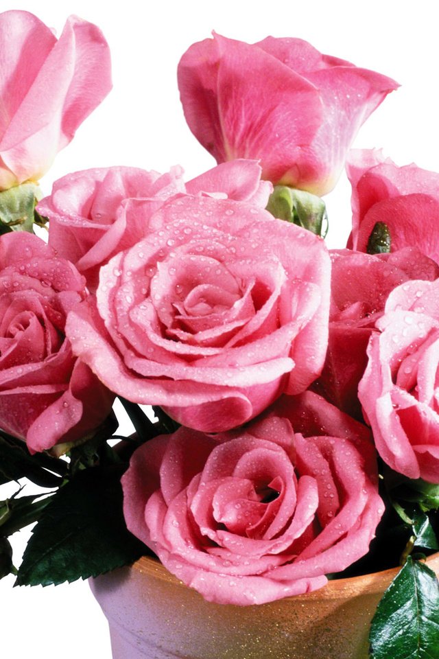 Обои цветы, листья, розы, лепестки, букет, розовые, flowers, leaves, roses, petals, bouquet, pink разрешение 1920x1200 Загрузить