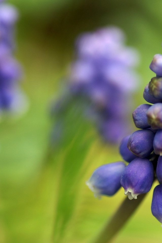 Обои цветы, размытость, весна, мускари, flowers, blur, spring, muscari разрешение 1920x1200 Загрузить