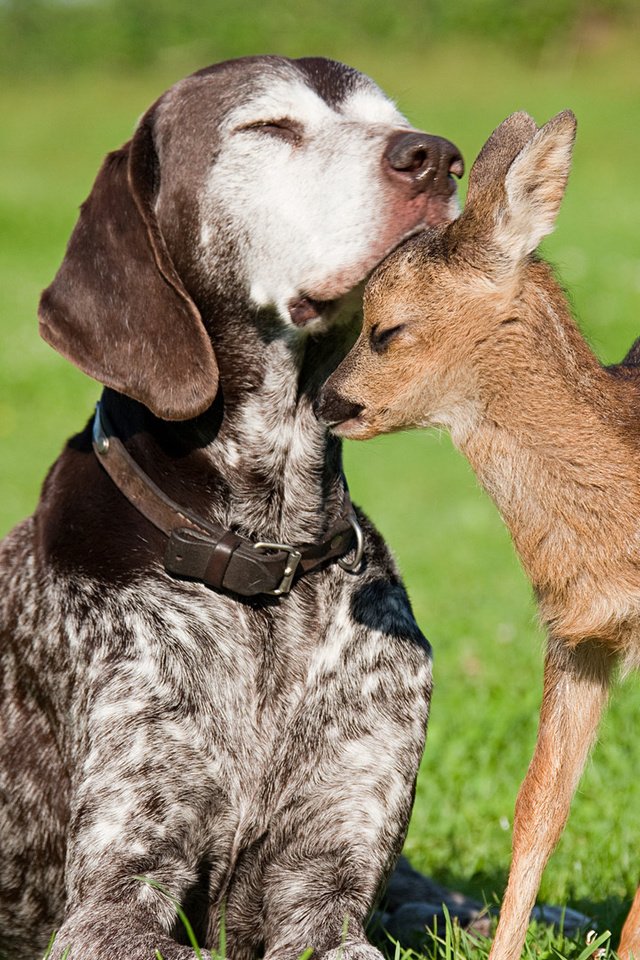 Обои нежность, дружба, доверие, tenderness, friendship, trust разрешение 1920x1080 Загрузить