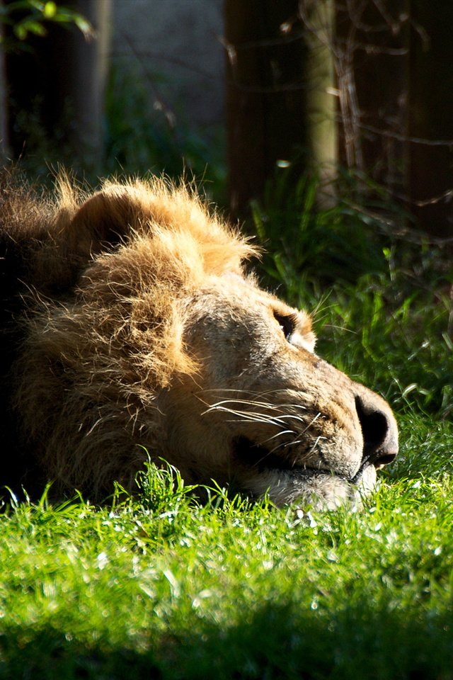 Обои трава, кошка, лежит, отдыхает, лев, зверь, грива, львёнок, grass, cat, lies, resting, leo, beast, mane, lion разрешение 1920x1200 Загрузить