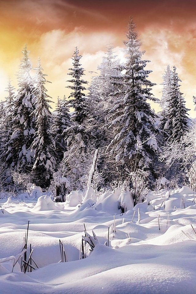 Обои снег, лес, зима, ели, snow, forest, winter, ate разрешение 1920x1080 Загрузить
