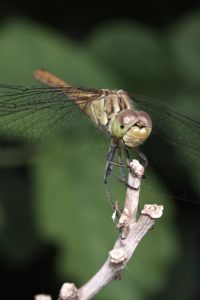 Обои стрекоза, dragonfly разрешение 1920x1200 Загрузить