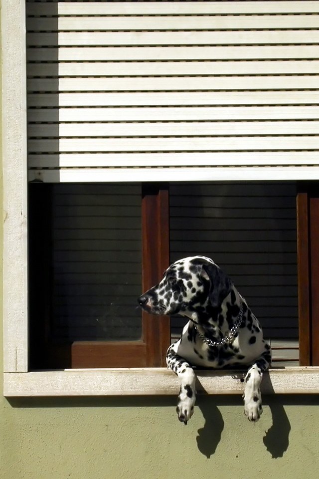 Обои собака, далматин, окно, жалюзи, dog, dalmatian, window, blinds разрешение 1920x1205 Загрузить