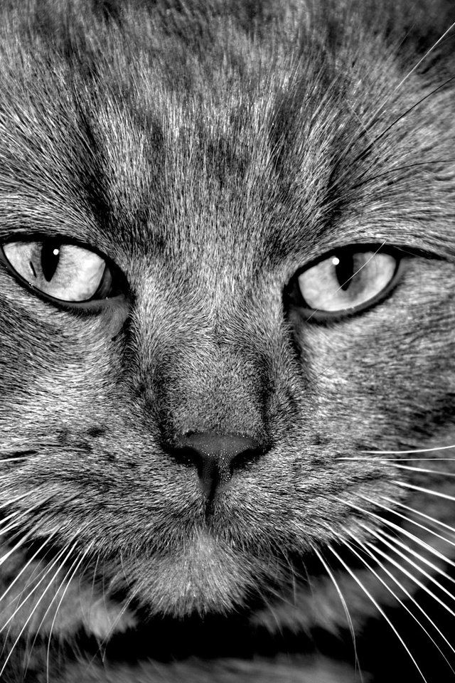 Обои кот, мордочка, усы, кошка, взгляд, чёрно-белое, cat, muzzle, mustache, look, black and white разрешение 1920x1200 Загрузить