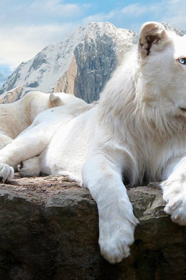 Обои скалы, белый, львы, лев, rocks, white, lions, leo разрешение 1920x1200 Загрузить