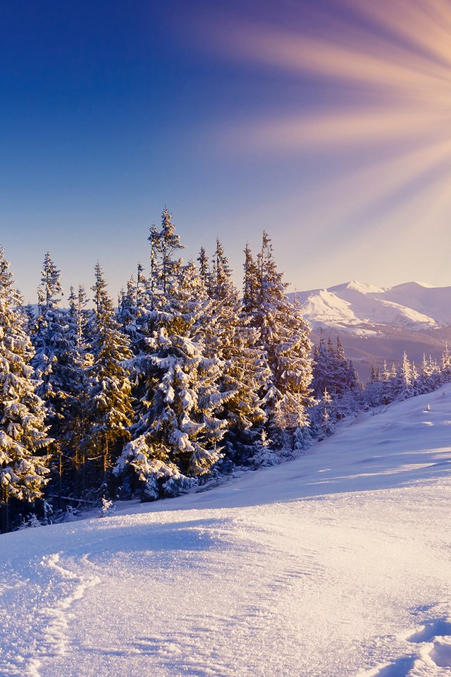 Обои снег, лес, зима, snow, forest, winter разрешение 1920x1080 Загрузить