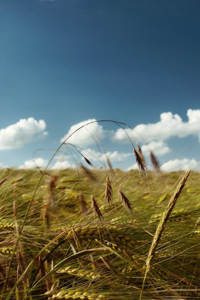 Обои небо, облака, поле, колосья, пшеница, the sky, clouds, field, ears, wheat разрешение 2560x1600 Загрузить