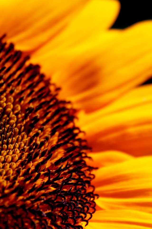 Обои желтый, цветок, лепестки, подсолнух, крупным планом, yellow, flower, petals, sunflower, closeup разрешение 2560x1600 Загрузить