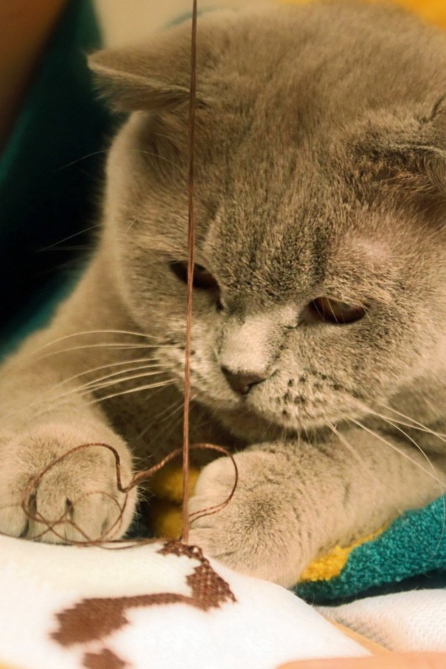 Обои кот, мордочка, взгляд, лапки, нитки, вышивание, cat, muzzle, look, legs, thread разрешение 1920x1200 Загрузить