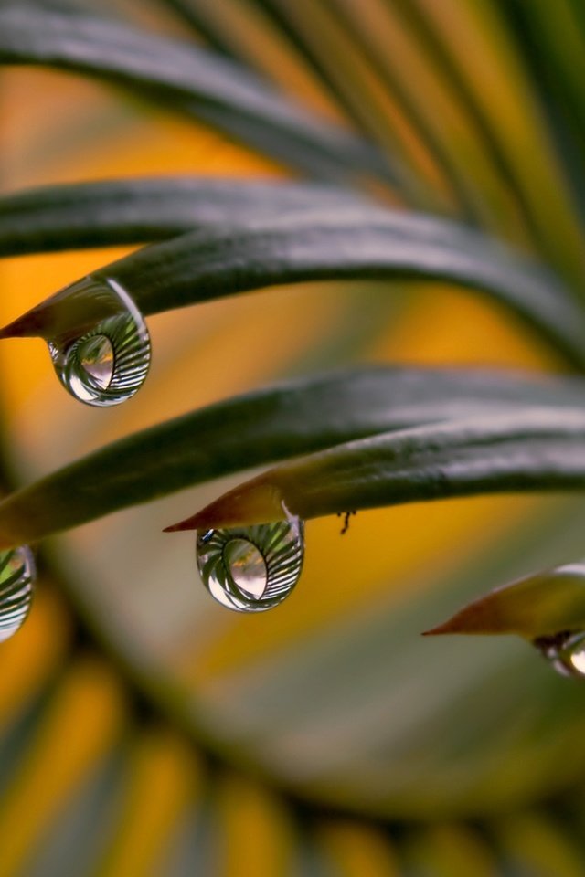 Обои листья, макро, роса, капли, папоротник, капли воды, leaves, macro, rosa, drops, fern, water drops разрешение 1920x1080 Загрузить