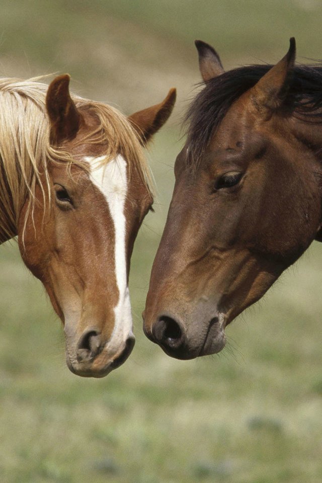 Обои природа, лошади, кони, nature, horse, horses разрешение 1920x1200 Загрузить